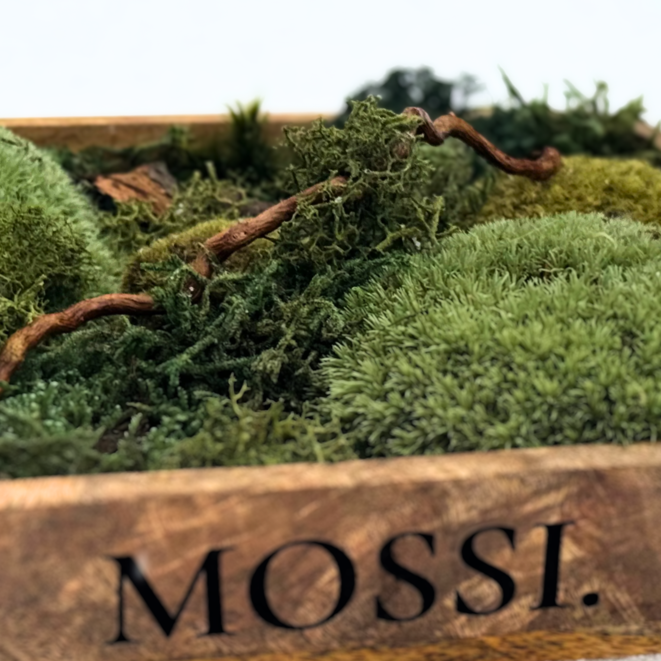Mossi™ Pocket Forest – Limitovaná Mini Lesní Scéna